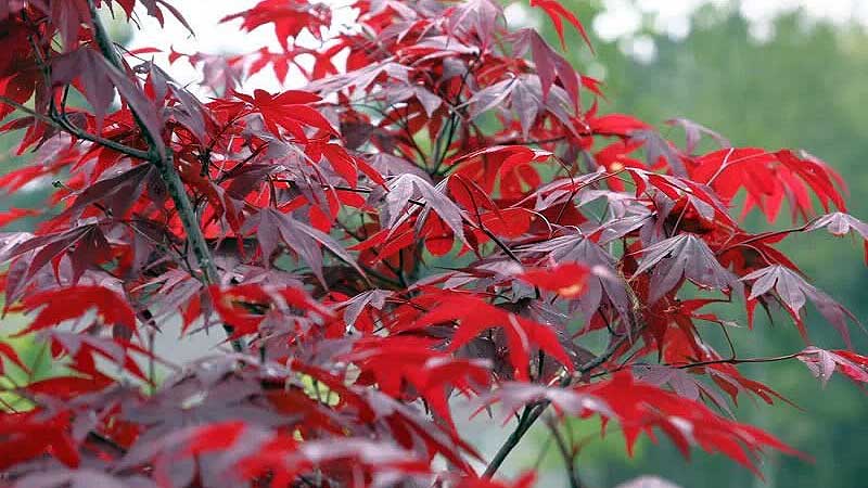 Japanese Maple